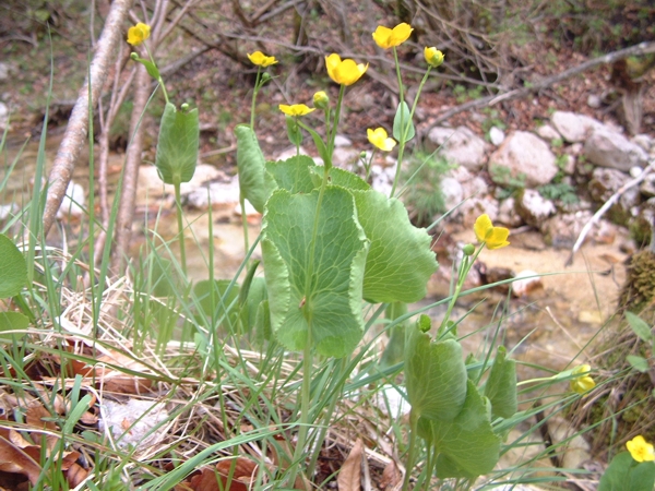 Ranunculus thora / Erba tora